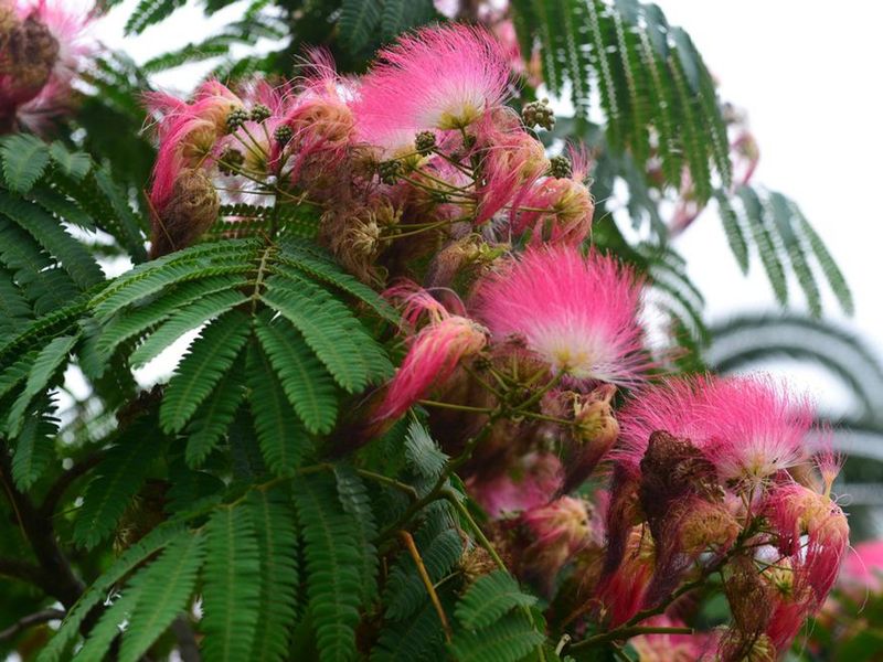Mimosa Pops Up Along Washed Out Edges Mimosa Pops Up Along Washed Out Edges