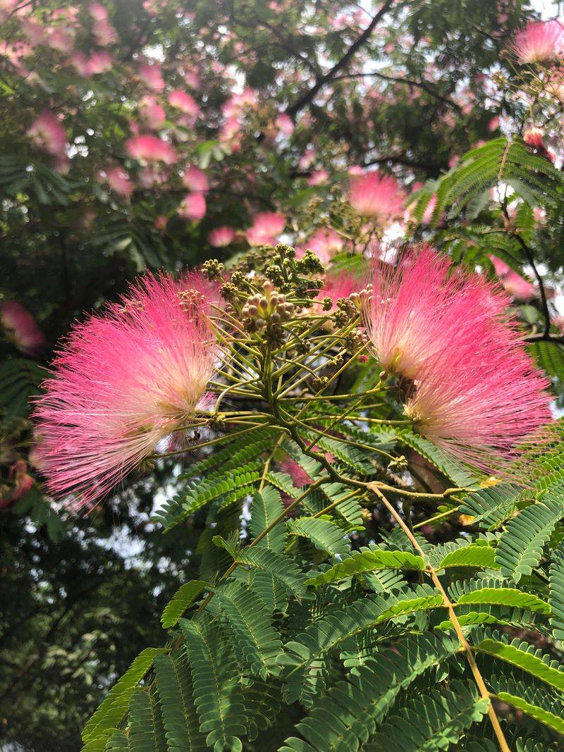 Mimosa, The Pretty Silk Tree That Spreads Fast Mimosa, The Pretty Silk Tree That Spreads Fast