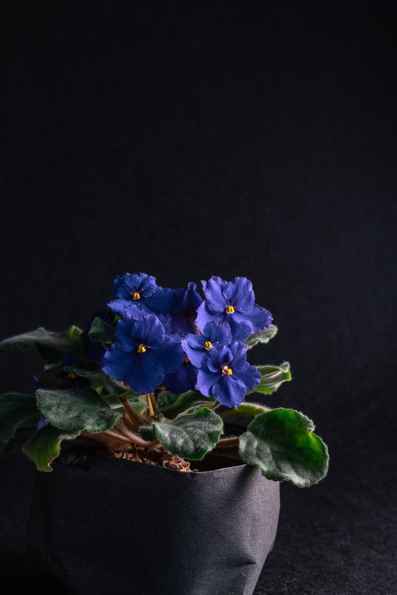 Mini African Violet Packed With Fuzzy Leaves And Blooms Mini African Violet Packed With Fuzzy Leaves And Blooms