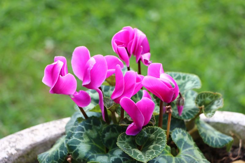 Miniature Cyclamen Blooming Through Autumn Miniature Cyclamen Blooming Through Autumn