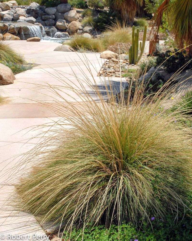 Minimal Maintenance Once It Establishes Minimal Maintenance Once It Establishes