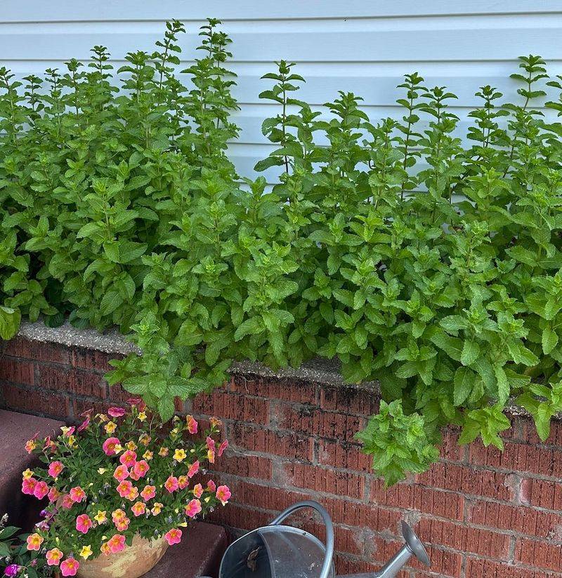Mint Family Herbs Discourage Browsing