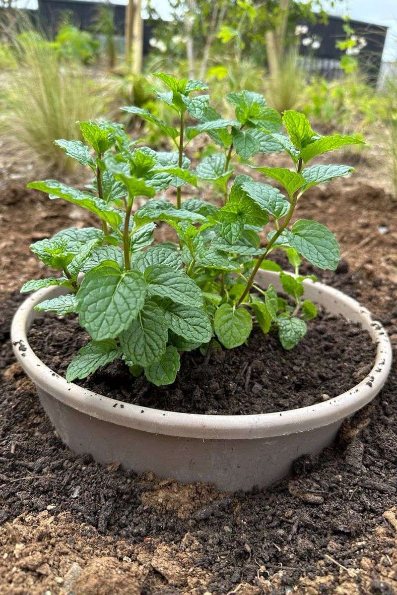 Mint Keeps Growing With Minimal Care