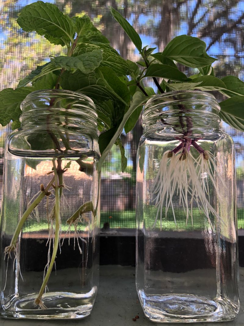 Mint Roots In A Glass Of Water