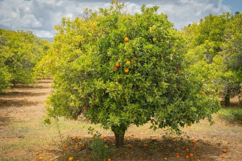 Mistake: Skirting or Over-Pruning Lower Limbs