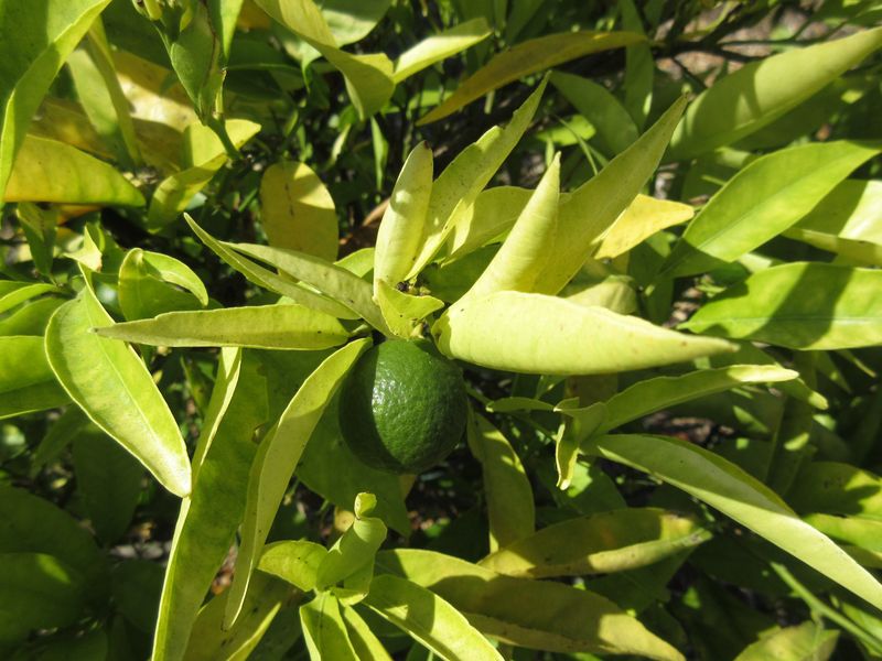 Mistake: Watering Too Little, Too Much, or Too Shallow