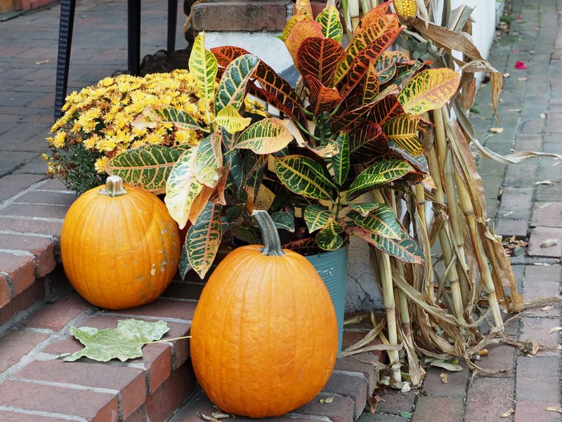 Mix Orange Crotons, Ornamental Grass And Purple Peppers In One Planter Mix Orange Crotons, Ornamental Grass And Purple Peppers In One Planter