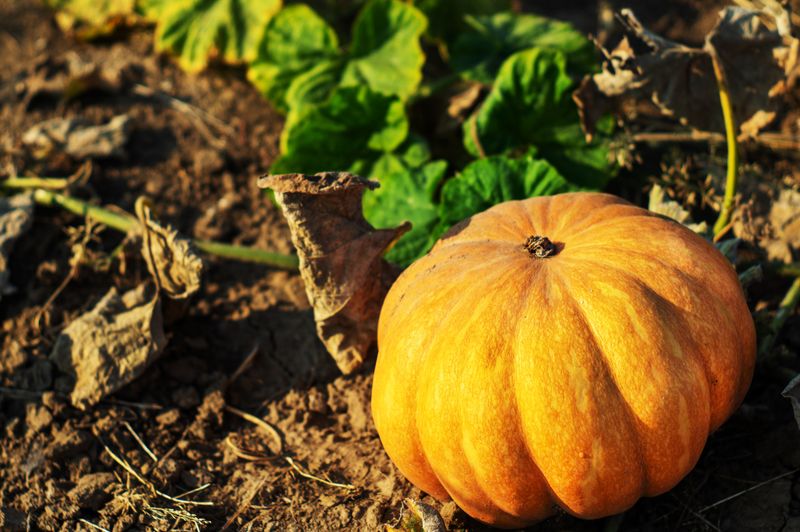 Mix Small Pumpkin Chunks Straight Into Garden Soil