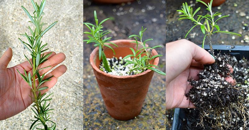 Mix a Gritty, Fast-Draining Rooting Blend Mix a Gritty, Fast-Draining Rooting Blend