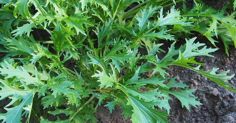 Mizuna Brings Delicate Feathery Leaves To Fresh Salads