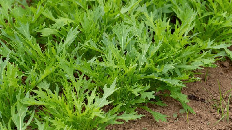 Mizuna Delivers Feathery Spicy Greens