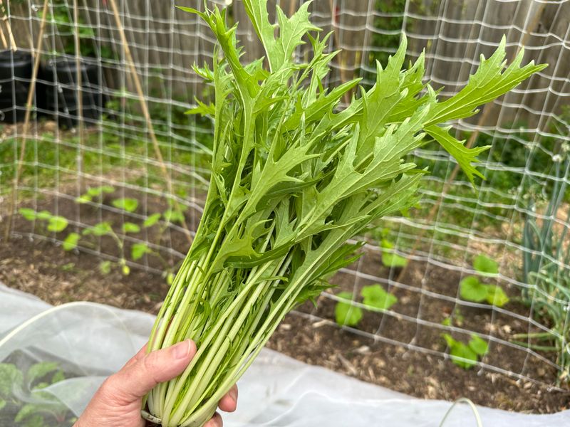 Mizuna Produces Fine Leaves For Fast Harvests Mizuna Produces Fine Leaves For Fast Harvests