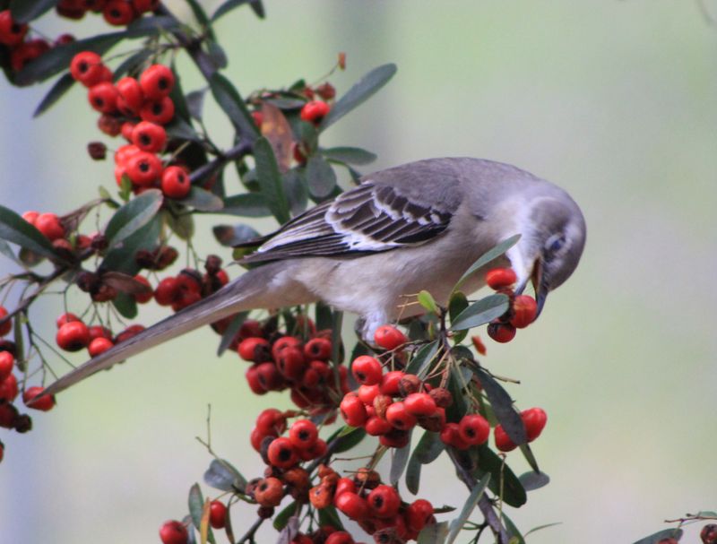 Mockingbirds, Robins, And Waxwings Feed On Them Into Winter Mockingbirds, Robins, And Waxwings Feed On Them Into Winter