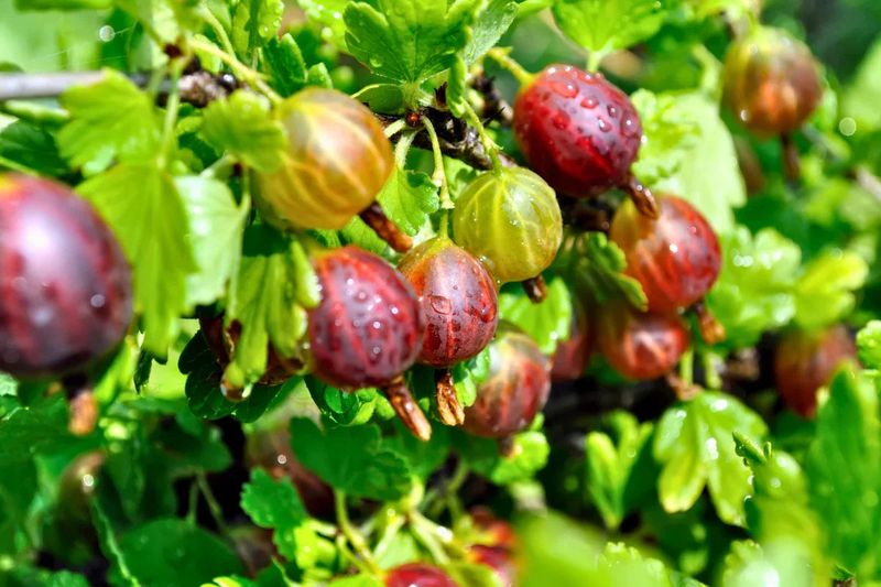 Moderate Water Keeps Plants Productive