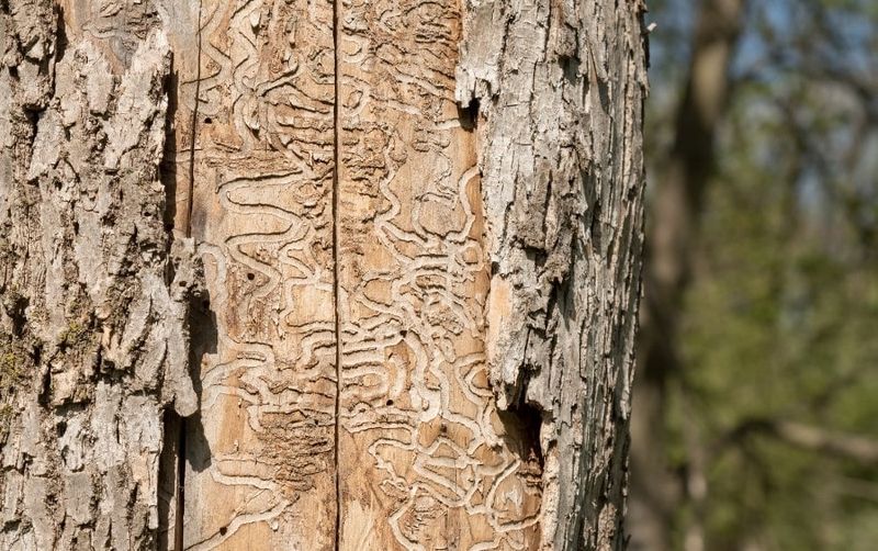 Modesto Ash Attracts Borers And Disease