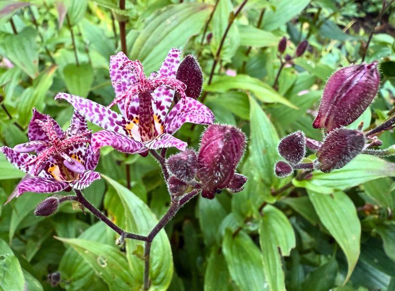Moist Rich Soil In Partial To Full Shade Keeps Them Happy Moist Rich Soil In Partial To Full Shade Keeps Them Happy