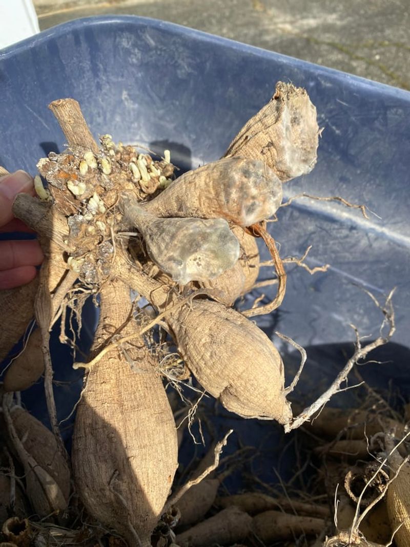 Moist Skin And Stale Air Invite Mold And Rot