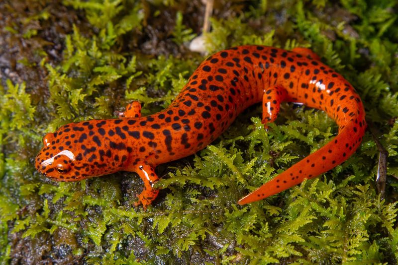Moist Soil Near Streams Gives Them Places To Hunt Moist Soil Near Streams Gives Them Places To Hunt