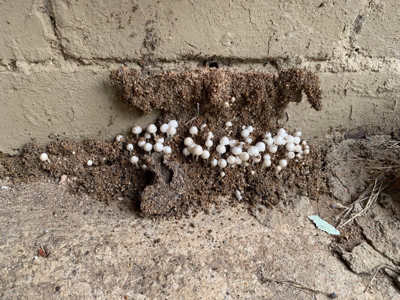 Moisture Is Collecting Near Your Foundation
