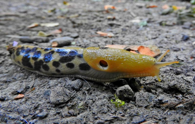 Moisture Wakes Up Oregon Slugs After Summer Moisture Wakes Up Oregon Slugs After Summer