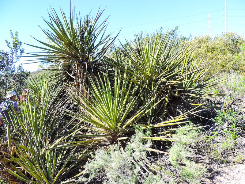 Mojave Yucca