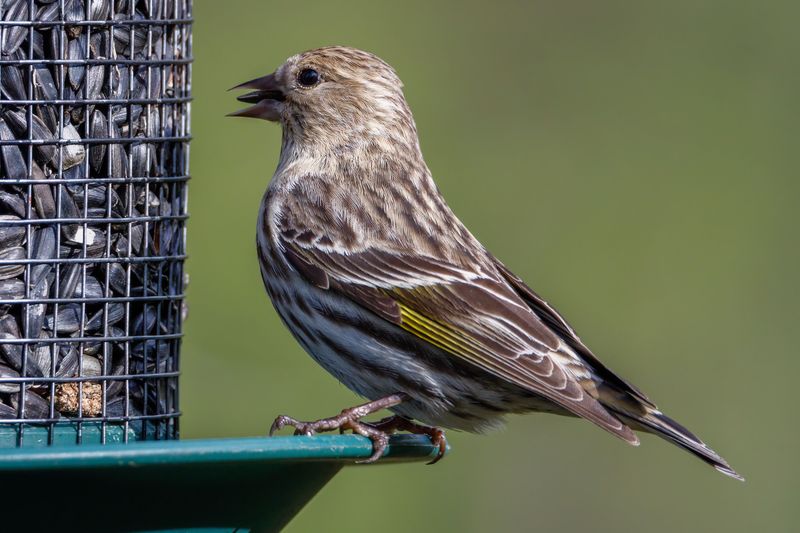 Moldy Birdseed Sends Hungry Finches Packing Moldy Birdseed Sends Hungry Finches Packing