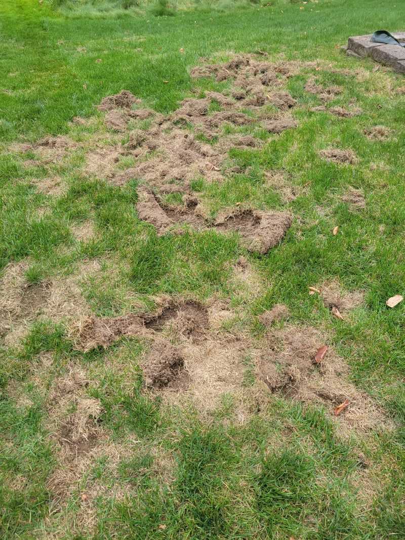Mole Or Skunk Damage Looks Different Up Close