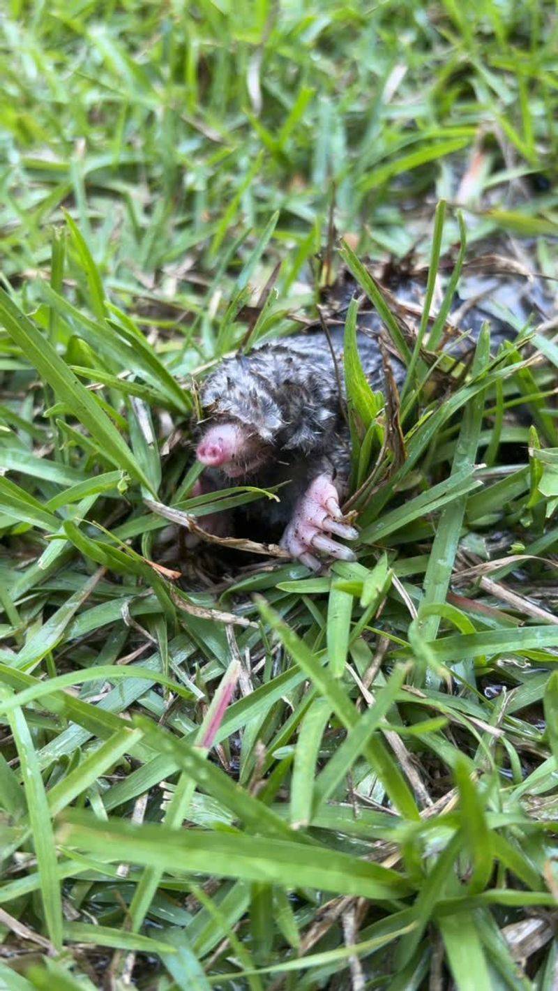 Moles Don’t Hibernate Moles Don’t Hibernate
