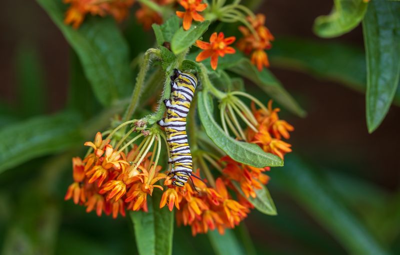 Monarch habitat needs more than a wild appearance