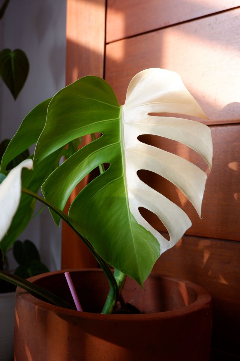 Monstera Deliciosa Albo Variegata