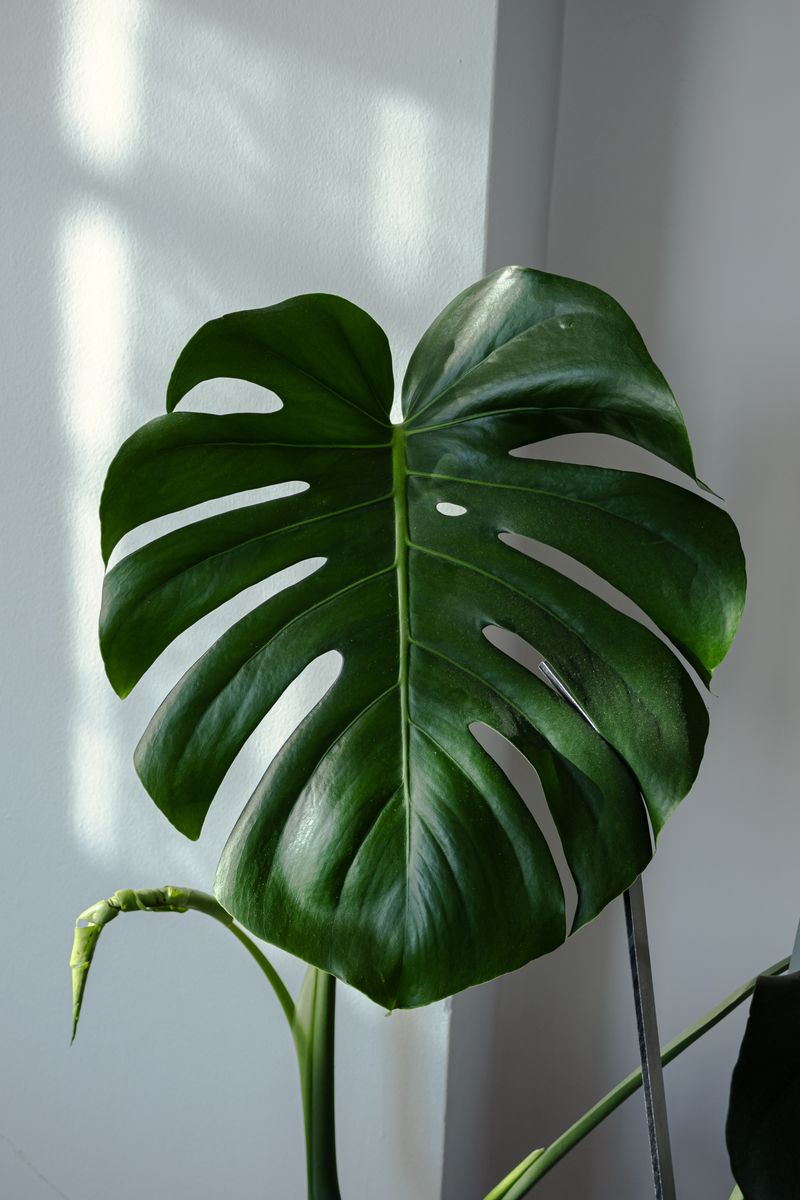 Monstera Deliciosa Monstera Deliciosa