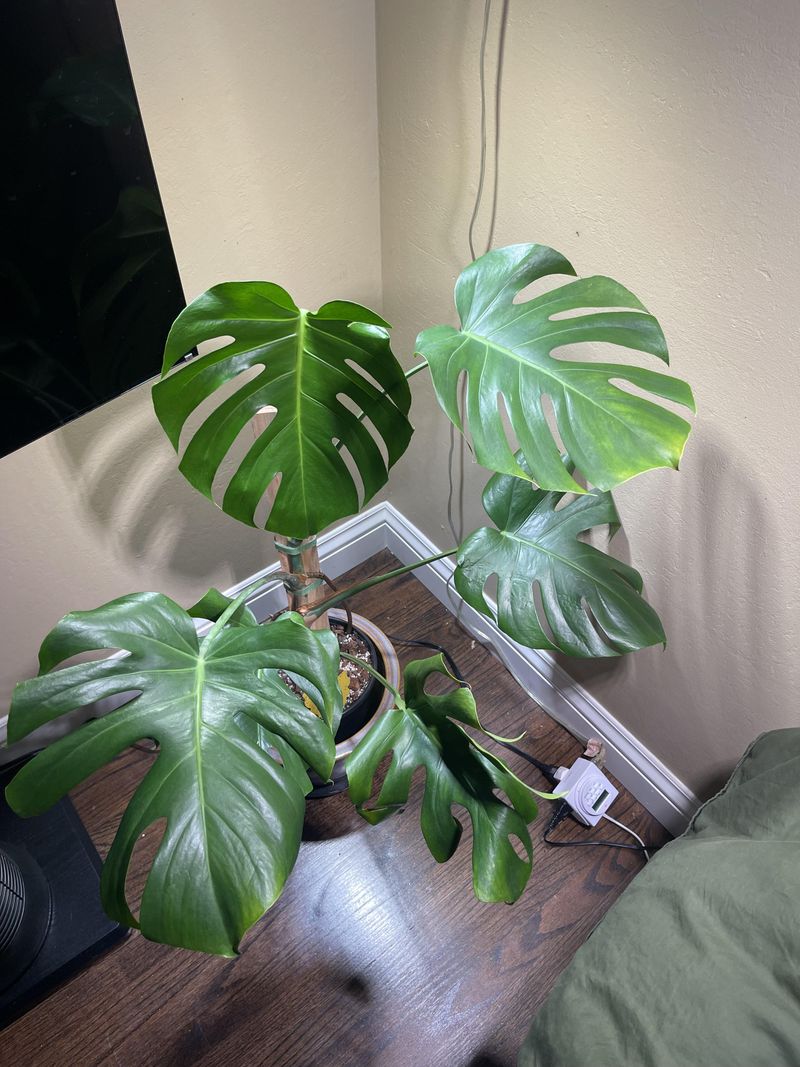 Monstera Gets Chilly On Shady Patios