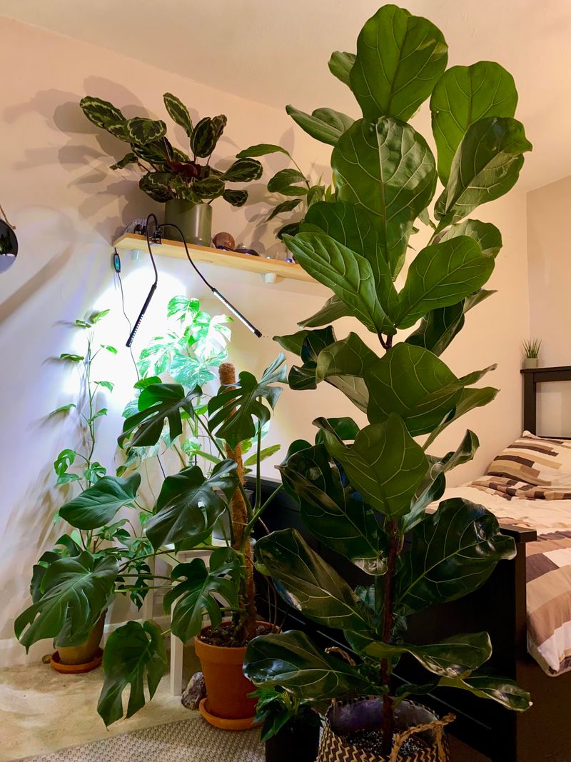 Monstera Still Deserves A Spot Nearby Monstera Still Deserves A Spot Nearby
