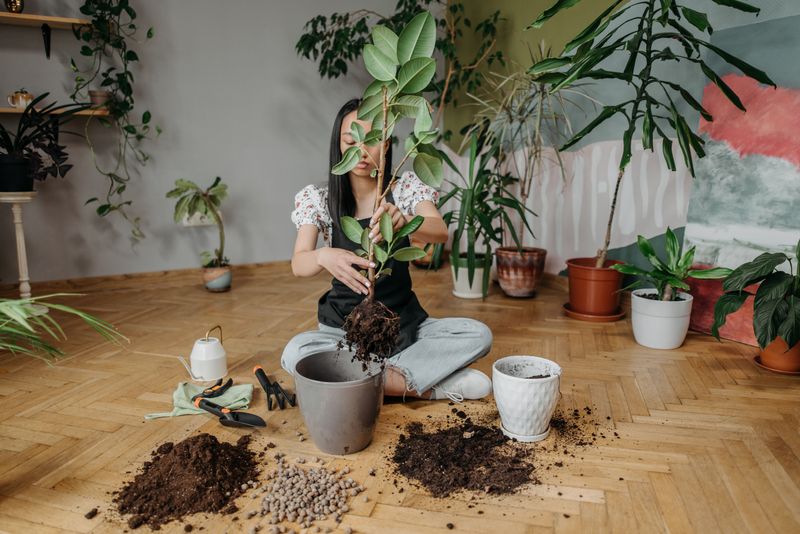 Moon Gardening Aside, Midwinter Is A Poor Time To Repot