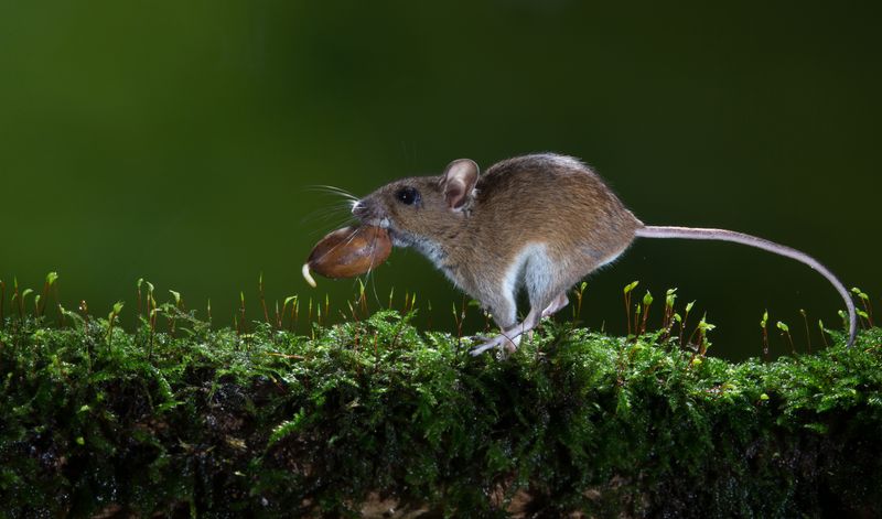 More Acorns Can Mean More Mice More Acorns Can Mean More Mice