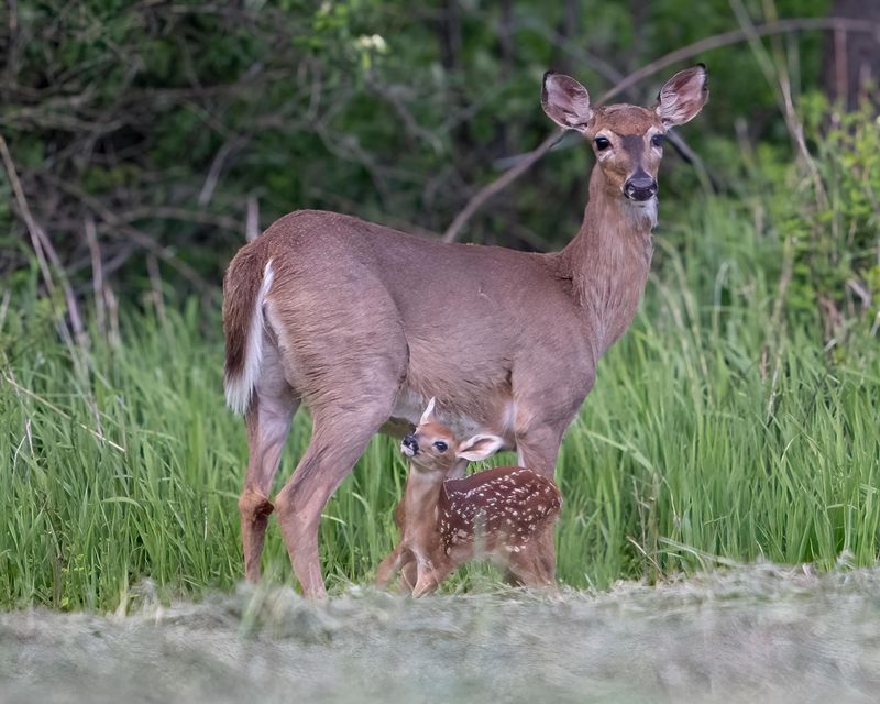 More Doe Harvest Means Fewer Fawns Next Spring More Doe Harvest Means Fewer Fawns Next Spring