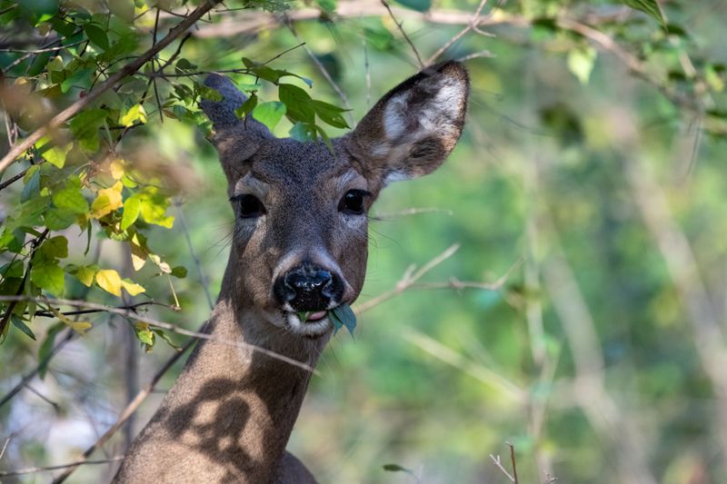 More Doe Tags Could Mean Fewer Backyard Deer