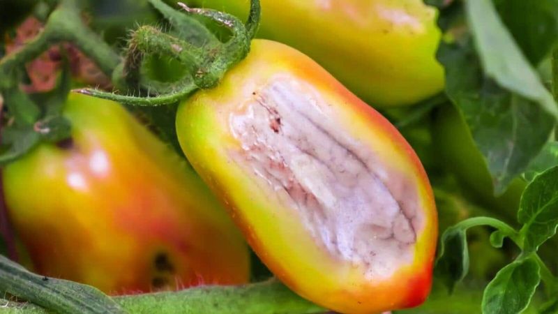 More sun does not guarantee faster ripening