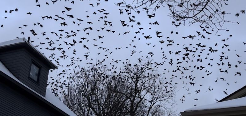 Morning Brings A Mass Exit As Birds Spread Out To Feed