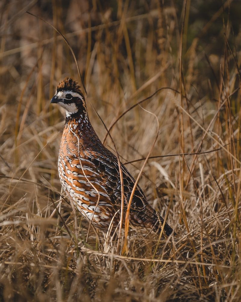 Morning Covey Calls Help Scattered Birds Regroup Morning Covey Calls Help Scattered Birds Regroup