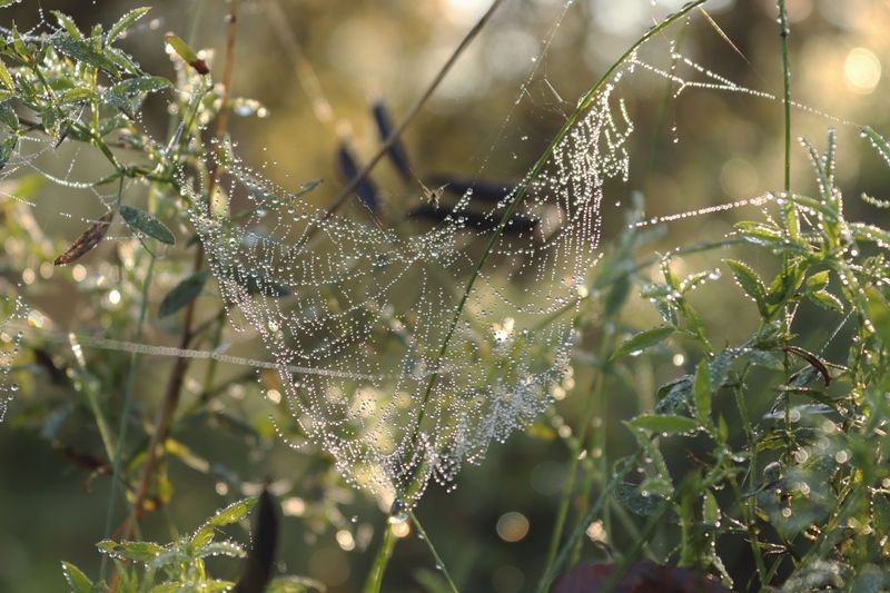 Morning Dew Makes Webs Easy To See Morning Dew Makes Webs Easy To See