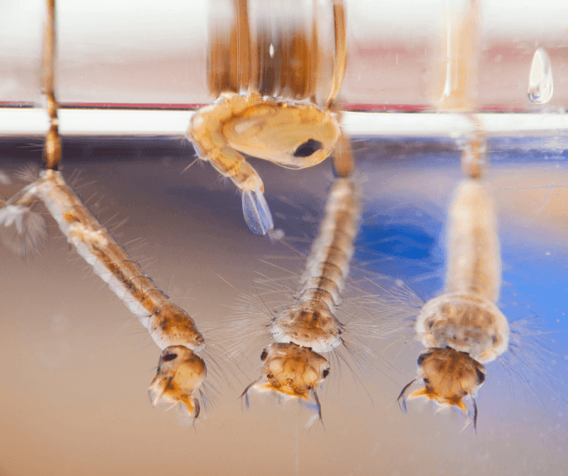 Mosquito Breeding Sites Mosquito Breeding Sites