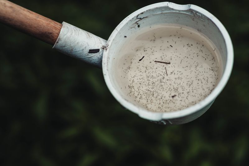 Mosquitoes Breeding In Standing Water