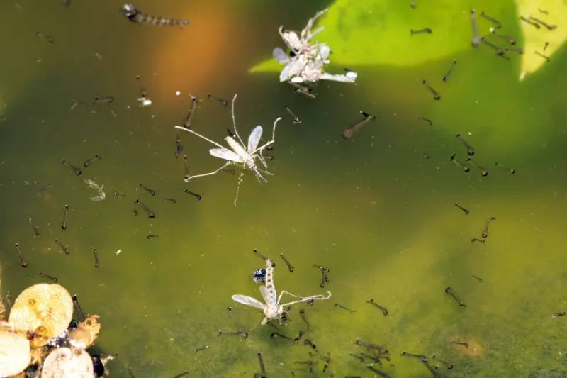 Mosquitoes See Puddles As An Open Invitation