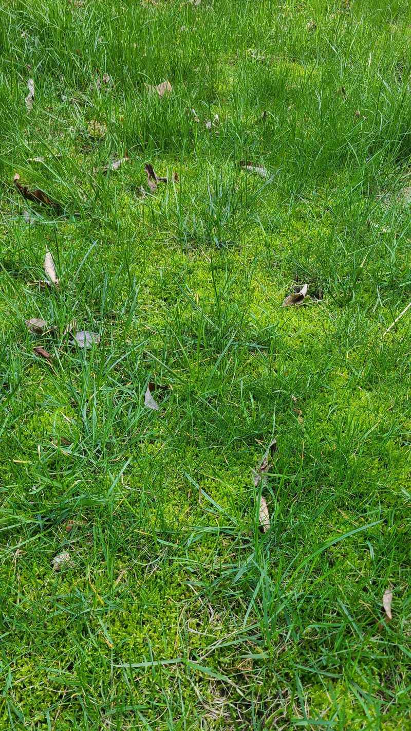 Moss Creeping Into Thin Lawns Moss Creeping Into Thin Lawns