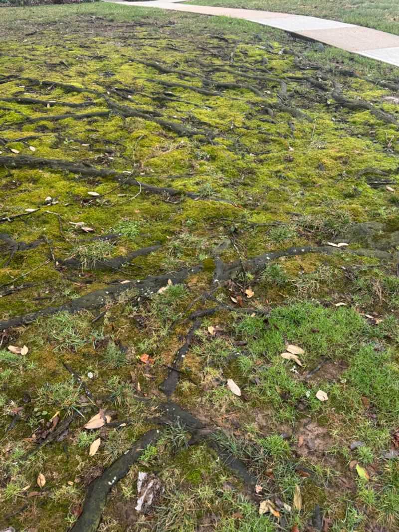 Moss Moves In On Soggy Soil Moss Moves In On Soggy Soil