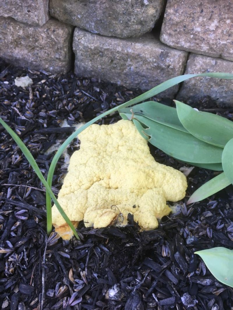 Most Are Harmless To Your Plants