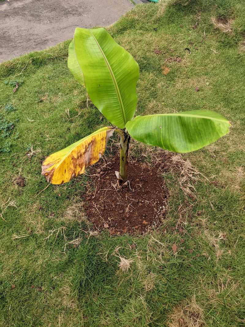 Most Bananas Can't Handle An Ohio Winter Outdoors Most Bananas Can't Handle An Ohio Winter Outdoors