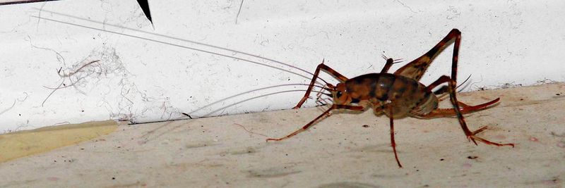 Most Basement Camel Crickets Aren’t Native