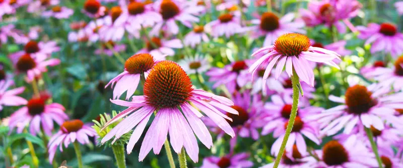 Most Established Perennials Can Skip Winter Mulch Most Established Perennials Can Skip Winter Mulch